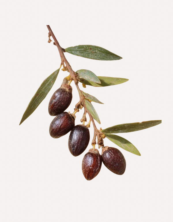 Why We’re Seed Oil Conscious